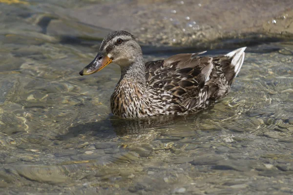 Ducks on lake Stock Image