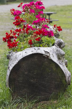 ağaç gövdesi çiçeklenir