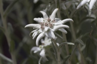 Edelweiss dağ