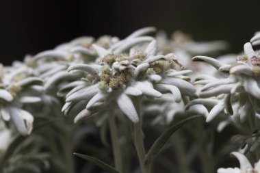 Edelweiss dağ