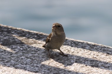 Göl kenarında şirin serçe
