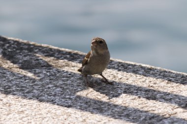 Göl kenarında şirin serçe