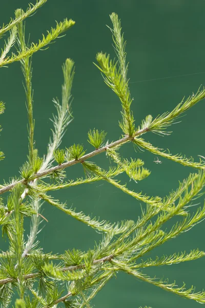 Pine op lake — Stockfoto