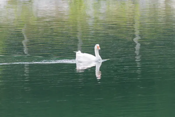 Ducks on lake — Stock Photo, Image