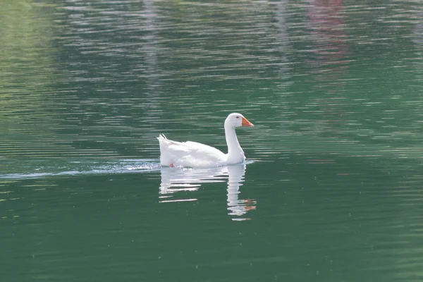 Canards sur le lac — Photo