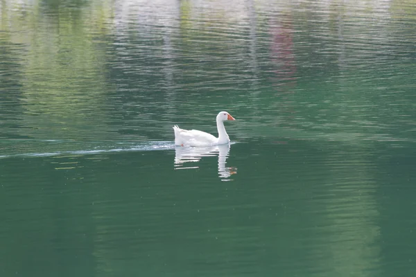 Ducks on lake — Stock Photo, Image