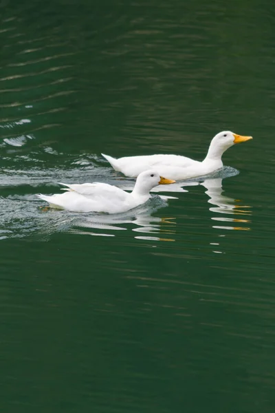 Patos no lago — Fotografia de Stock