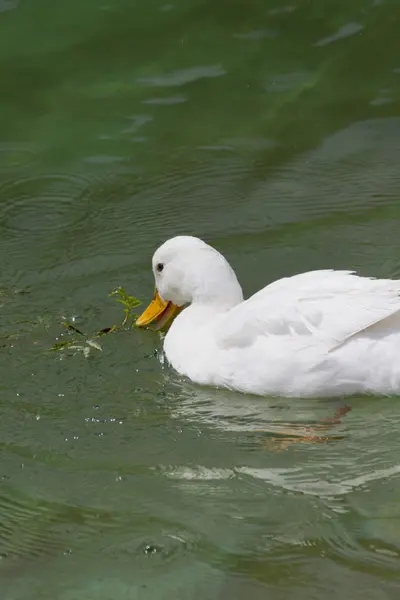 Patos no lago — Fotografia de Stock