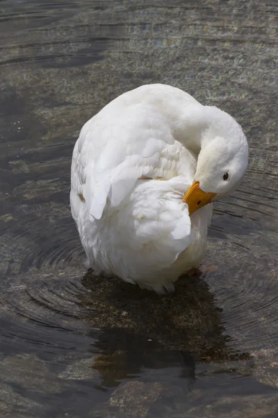 Ducks on lake — Stock Photo, Image