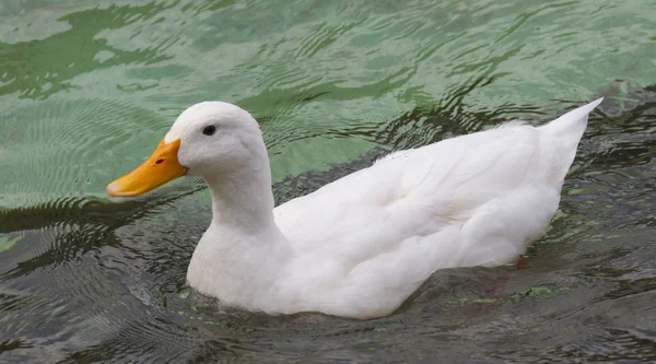 Ducks on lake — Stock Photo, Image