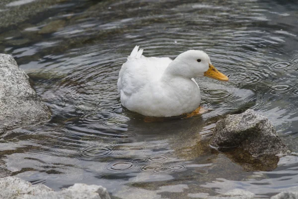 Patos no lago — Fotografia de Stock