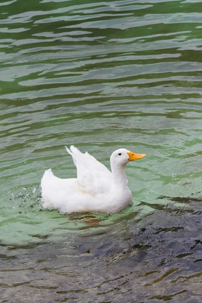 Patos en el lago — Foto de Stock