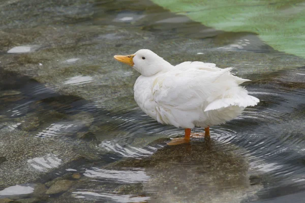 Patos en el lago — Foto de Stock