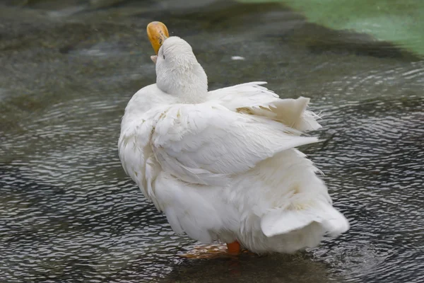 Patos en el lago — Foto de Stock
