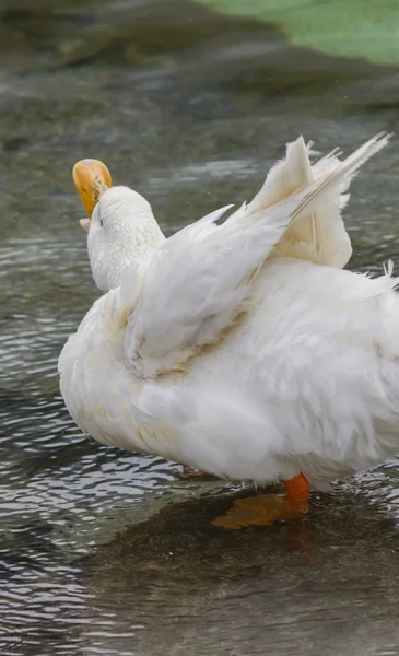 Patos en el lago — Foto de Stock