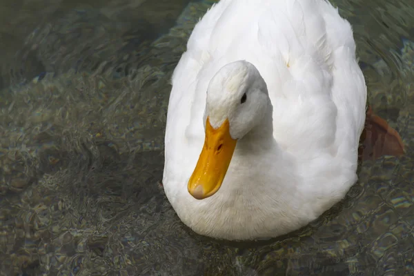 Ducks on lake — Stock Photo, Image