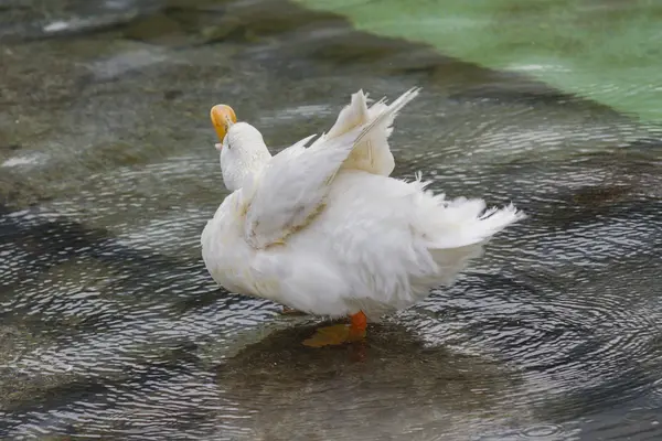 Patos en el lago — Foto de Stock