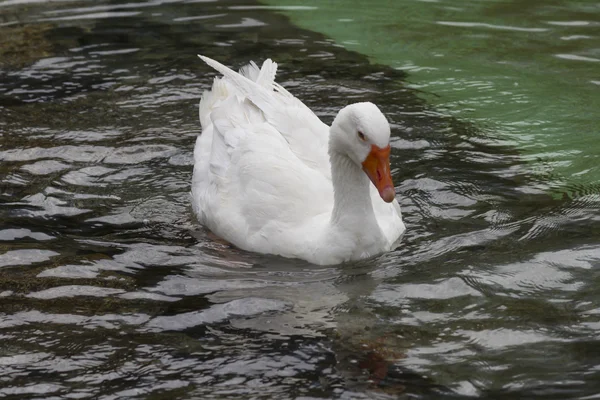 Enten auf dem See — Stockfoto