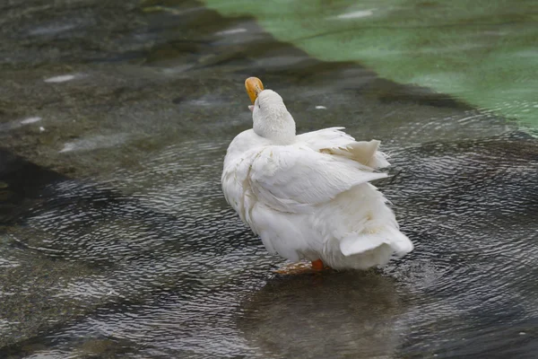 Patos en el lago — Foto de Stock