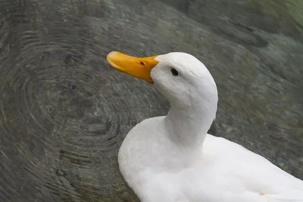 Kachny na jezeře — Stock fotografie