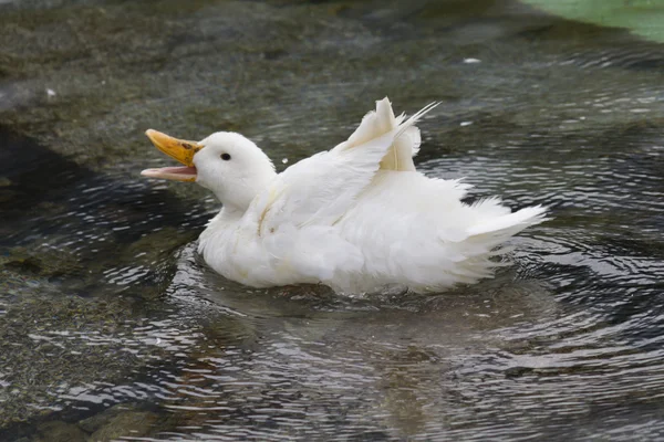 Patos no lago — Fotografia de Stock