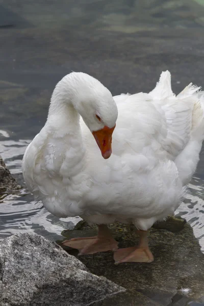 Patos no lago — Fotografia de Stock