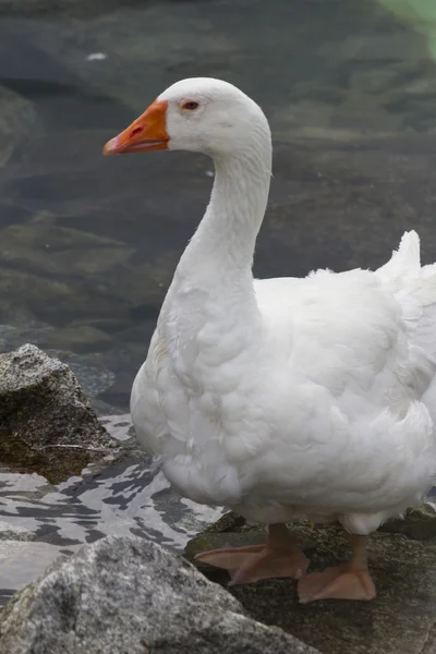 Patos no lago — Fotografia de Stock