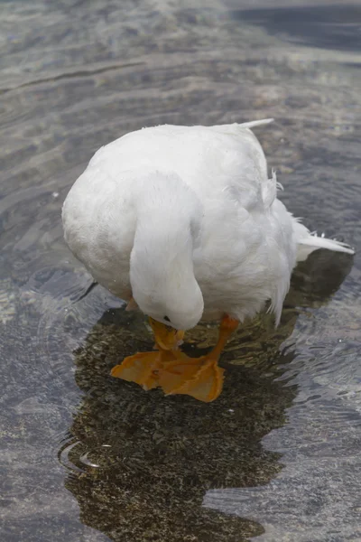 Enten auf dem See — Stockfoto