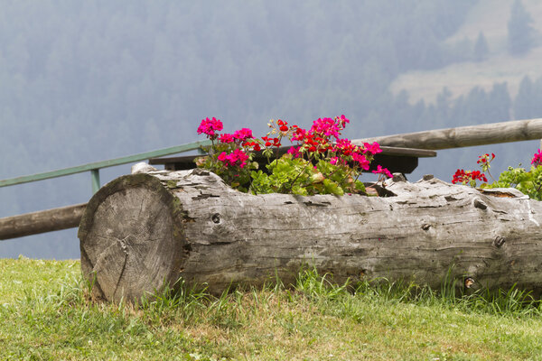 герань в стволе дерева
