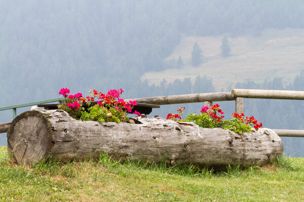 герань в стволе дерева

