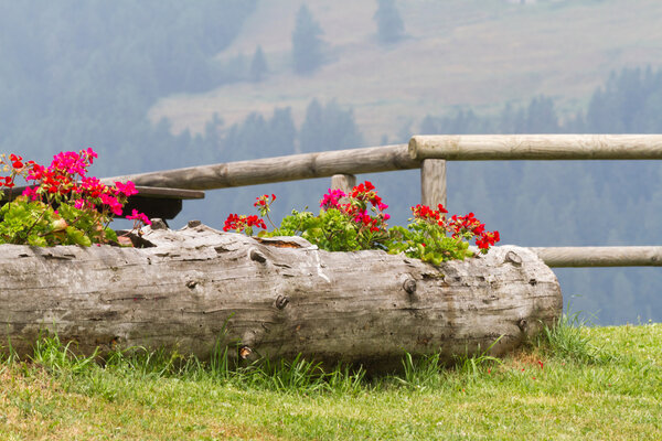 герань в стволе дерева
