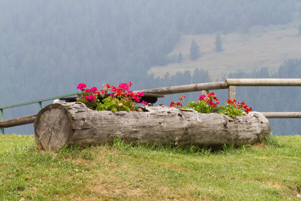 герань в стволе дерева
