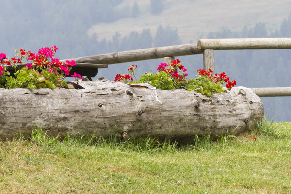 цветы в стволе дерева
