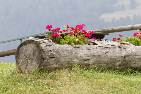 герань в стволе дерева
