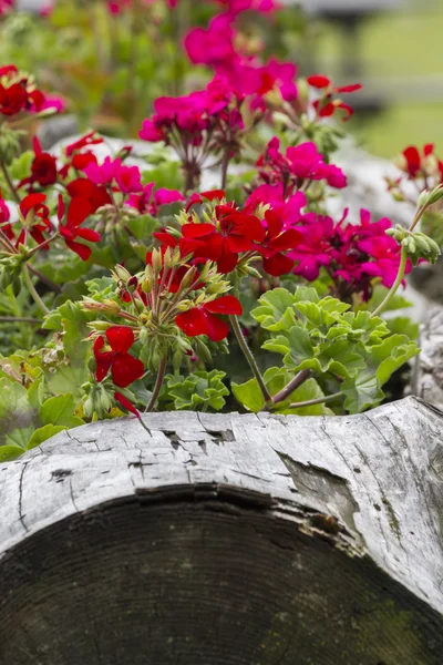 Flores en el tronco del árbol — Foto de Stock