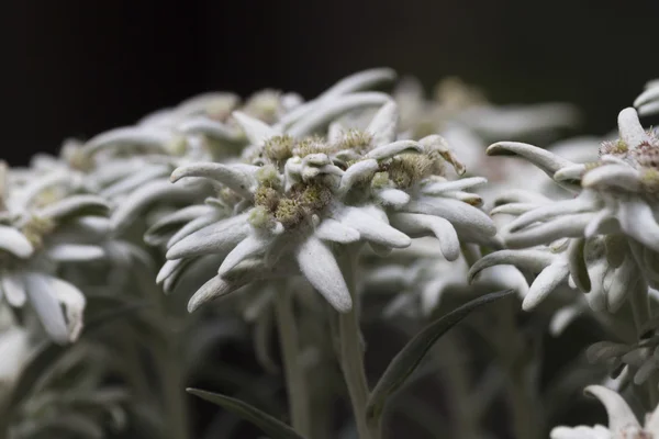 Edelweiss v hoře — Stock fotografie