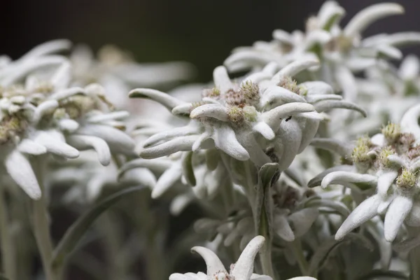 Edelweiss in the mountain — Stock Photo, Image