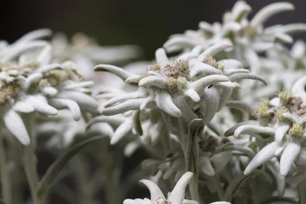 Edelweiss i berget — Stockfoto