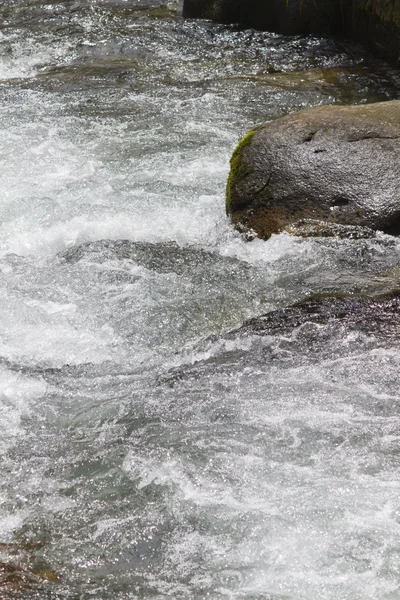 Stream in the forest — Stock Photo, Image