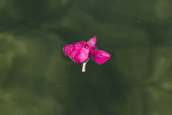 Blütenblätter auf Wasser am See — Stockfoto