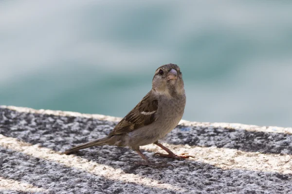 Söt sparrow på sjön — Stockfoto