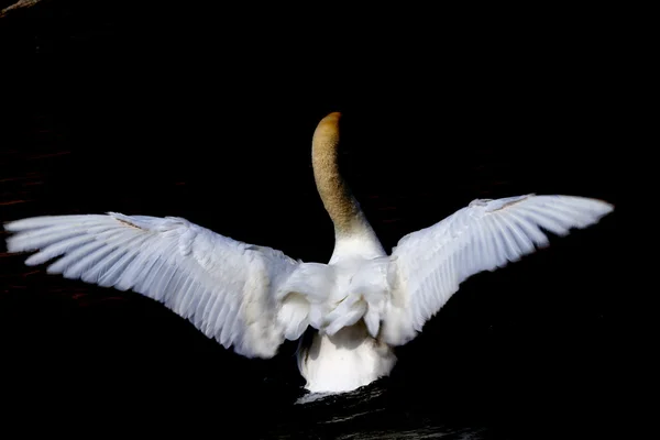 Cisne en el lago — Foto de Stock