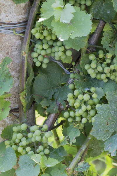 Grape and vineyard — Stock Photo, Image