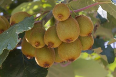 Kivi ağacı üzerinde