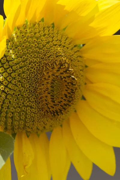 Sonnenblume im Garten — Stockfoto