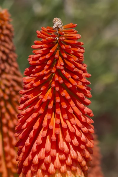 Flores de aloés no jardim — Fotografia de Stock