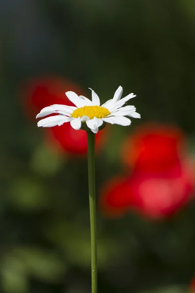 Bunga aster di taman — Stok Foto