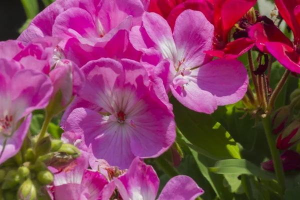 Geranium in de tuin Stockfoto