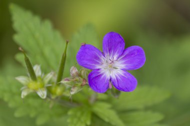 Çayırda kır çiçeği