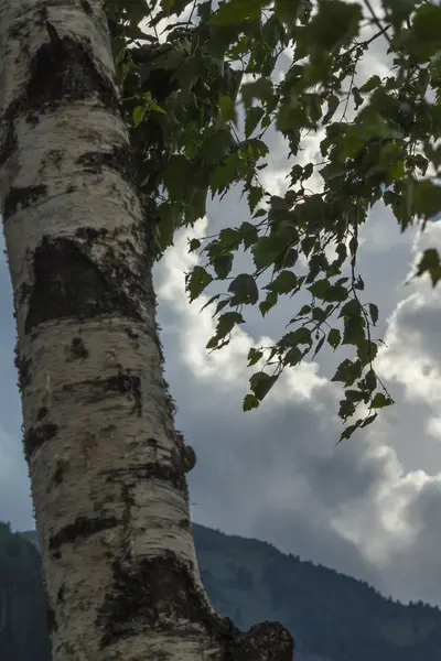 Árbol en primavera — Foto de Stock